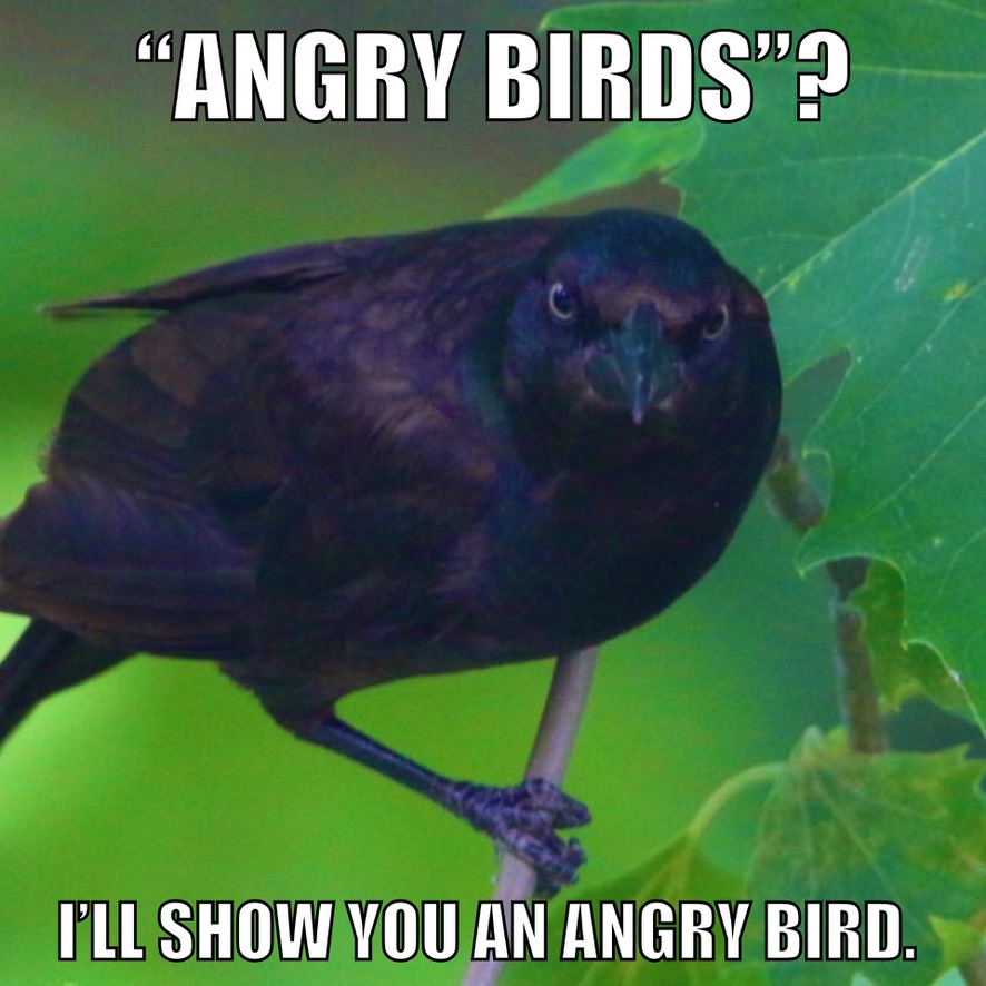 *INTERNAL SCREAMING*